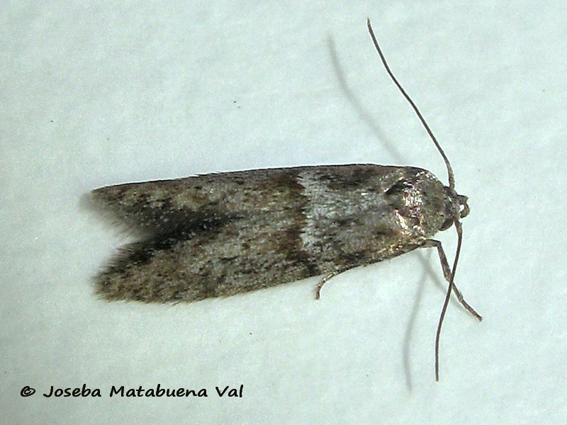 Blastobasis phycidella - Blastobasidae